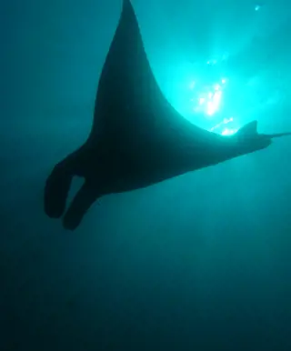 Tauche mit Mantarochen